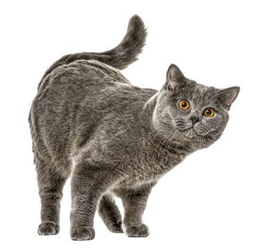 Curious British Shorthair cat standing and arching its back on transparent background
