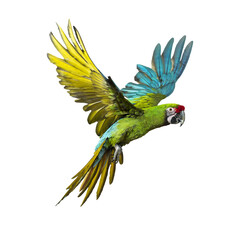 Colorful military macaw with open wings flying on transparent background