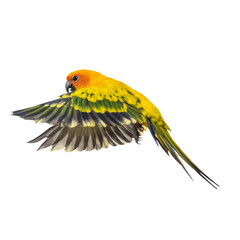 Colorful sun conure parrot with spread wings, isolated on transparent background, perfect for image editing and creative projects
