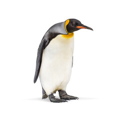 Fototapeta premium Full length view of a king penguin standing against a transparent background