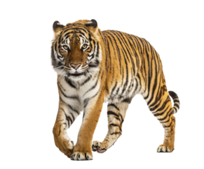 Studio shot of a tiger walking against a transparent background
