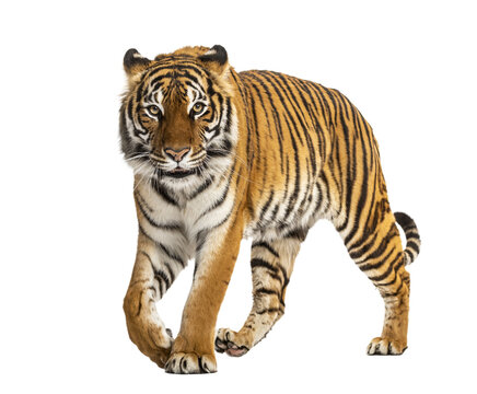 Studio shot of a tiger walking against a transparent background