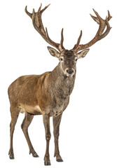 Full body portrait of a male red deer with large antlers, isolated on transparent background