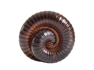 Giant millipede is defensively curled up in a spiral shape on a transparent background