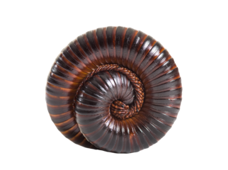 Giant millipede is defensively curled up in a spiral shape on a transparent background