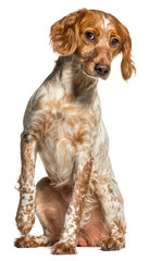 Brittany spaniel sitting and looking curious, isolated on transparent background