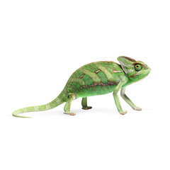 Studio shot of a green veiled chameleon walking against a transparent background