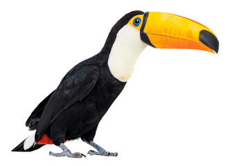 Full length view of a red billed toucan standing against a transparent background