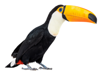 Full length view of a red billed toucan standing against a transparent background