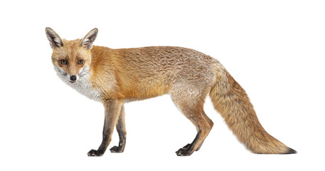 Red fox with thick fur and bushy tail standing alert, isolated on transparent background