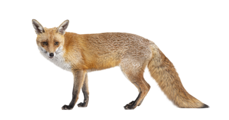 Red fox with thick fur and bushy tail standing alert, isolated on transparent background