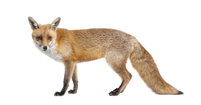 Red fox with thick fur and bushy tail standing alert, isolated on transparent background