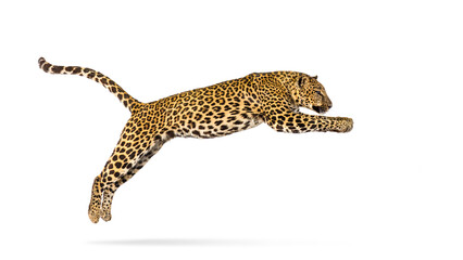 Powerful leopard leaping forward, isolated on white, showcasing its agility and predatory nature
