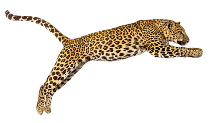 Powerful leopard jumping mid air, isolated on transparent background, perfect for photo...