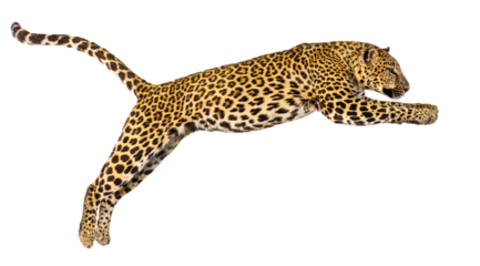 Powerful leopard jumping mid air, isolated on transparent background, perfect for photo manipulations