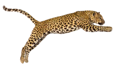 Fotobehang Luipaard Powerful leopard jumping mid air, isolated on transparent background, perfect for photo manipulations  © Eric Isselée