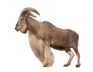 Full body barbary sheep standing on transparent background, isolated cutout