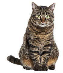 Studio shot of adorable european shorthair cat sitting and staring, isolated on transparent background