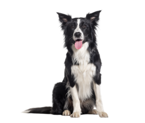 Border collie dog panting, sitting and looking forward on a transparent background