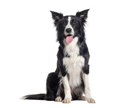 Border collie dog panting, sitting and looking forward on a transparent background