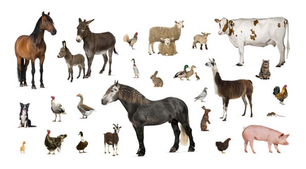 Large group of many farm animals standing together © Eric Isselée