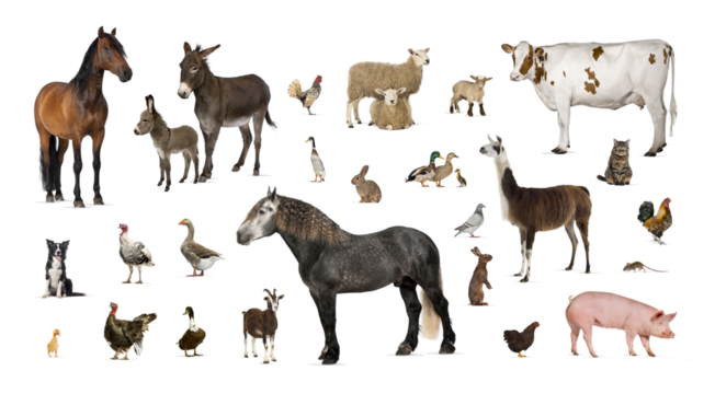 Large group of many farm animals standing together