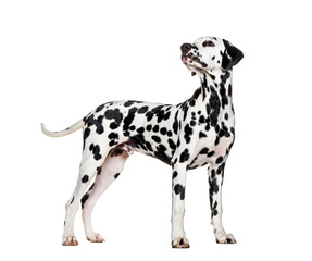 Side view of a Dalmatian dog looking up proudly, isolated on white
