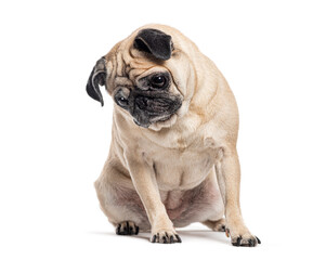 Pug dog sitting and looking down with a sad expression, isolated on white background © Eric Isselée