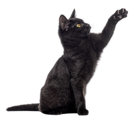 Adorable black kitten sitting and playfully  begging raising its paw, isolated on transparent background