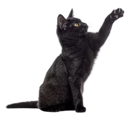 Adorable black kitten sitting and playfully  begging raising its paw, isolated on transparent background © Eric Isselée