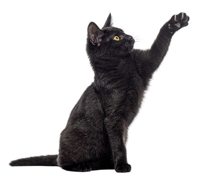 Adorable black kitten sitting and playfully  begging raising its paw, isolated on transparent background