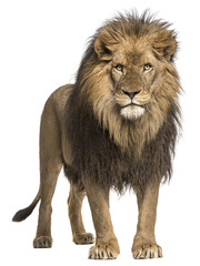 Powerful male lion standing, showcasing its majestic mane and intense gaze, isolated on transparent...