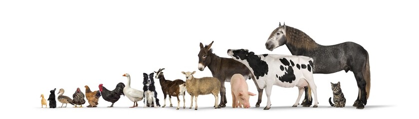 Large group of farm animals with Horse, cow, pig, donkey, sheep, goat, dog, cat, goose, duck,...