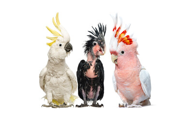 Three cockatoos birds of different species and ages standing together against a white background. the image shows a young cockatoo whose feathers are just starting to grow. © Eric Isselée
