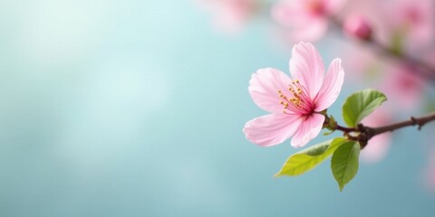Fototapeta premium Delicate Pink Blossom on a Branch Against a Soft Blue Background, a Symbol of Spring's Gentle Arrival and the Beauty of Nature's Renewal