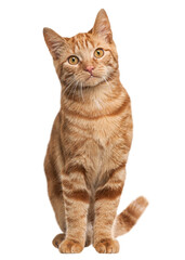 Ginger mixed breed cat, 6 months old, sitting in front of white background