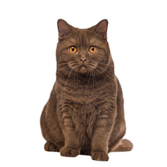 Brown British Shorthair cat looking at the camera against purple