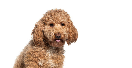 Adorable poodle mix dog sticking out tongue on white background