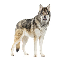 Wolf standing on transparent background, looking majestic