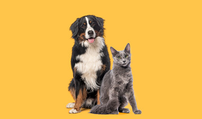 Happy Bernese mountain dog and grey Nebelung cat sitting together, looking at the camera isolated on yellow background