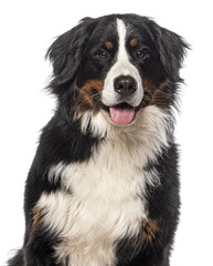 Happy Bernese mountain dog sitting on a white background and looking at the camera with its tongue out