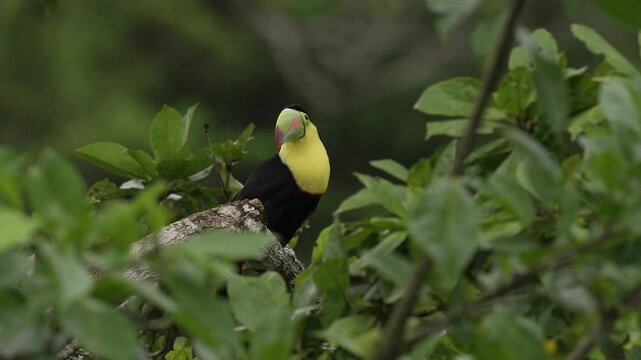 Tropic bird Brown-hooded Parrot, Pionopsitta haematotis, Mexico, green pair parrot with brown head. Detail close-up portrait of two bird from Central America. Wildlife love scene from tropical nature