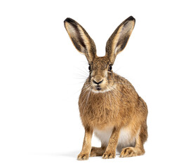Young European hare, brown hare, Lepus europaeus, three months old