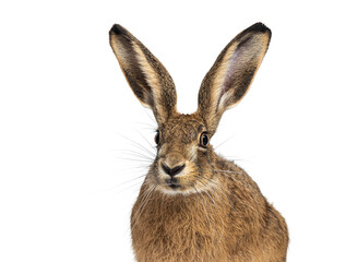 European hare or brown hare, lepus europaeus, close up portrait showing its long ears and whiskers, isolated on white