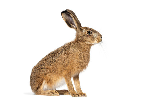 Side view of a European hare or brown hare, lepus europaeus, sitting and looking away on white background