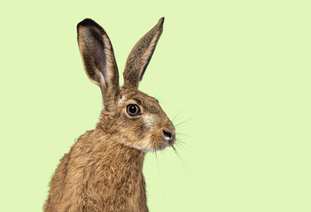 Head shot of a Young European hare, brown hare, Lepus europaeus, three months old sitting attentively against green background