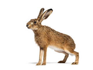 Side view of a European hare or brown hare, lepus europaeus, sitting and looking away on white background
