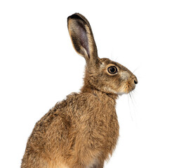 Side view of a European hare or brown hare, lepus europaeus, sitting and looking away on white background