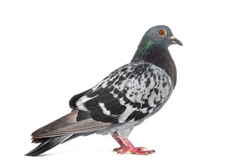 Side view of a feral pigeon, isoated on white