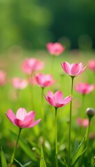 Obraz premium Gentle pink petals sway in the breeze among green grass, soft focus, wildflowers, field